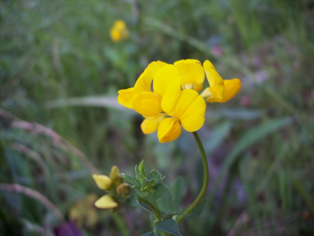 Fiori montani dalla Valle d''Aosta